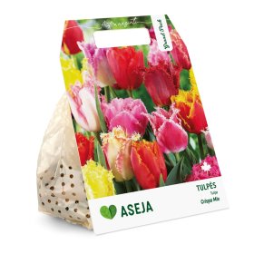 Šerkšnotųjų tulpių Mix svogūnėliai ASEJA Grand Pack, 15 vnt., 10/11, 504344 , (R)