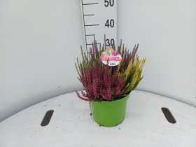 Vienmetė gėlė, viržis, vazonėlio skersmuo 21 cm.