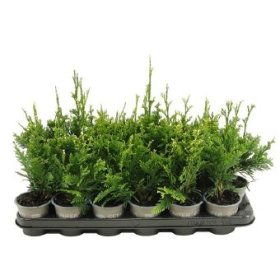 Spygliuotis, tuja didžioji "Can-can", vazonėlio skersmuo 9 cm.