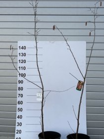 Vaiskrūmis, lazdynas "Avellana", vazonėlio skersmuo 23 cm.