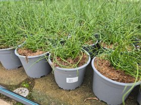 Žolinis augalas, vikšris, vazonėlio skersmuo 15 cm.