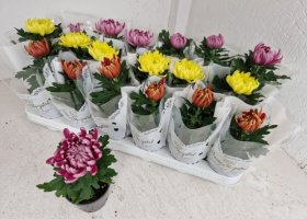 Vienmetė gėlė, chrizantema "Cosmo Gem", vazonėlio skersmuo 9 cm.