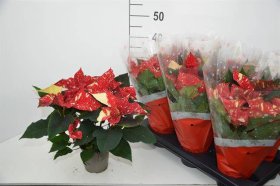 Kambarinis augalas, puansetija "New Glit", vazonėlio skersmuo 13 cm.