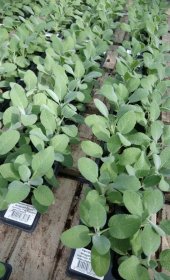 Prieskoninis daigas, įvairūs, 1 vnt.