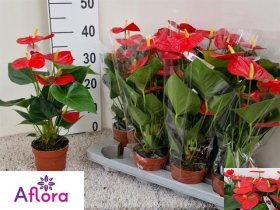 Kambarinis augalas, anturis, vazonėlio skersmuo 12 cm.