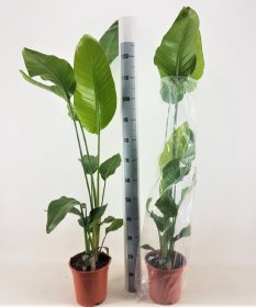 Kambarinis augalas, strelicija "Nicolai", vazonėlio skersmuo 21 cm.