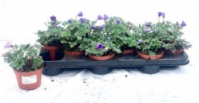 Daugiametė gėlė, plukė malonioji, vazonėlio skersmuo 11 cm.