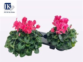 Kambarinis augalas, ciklamenas "Sup Mamm", vazonėlio skesmuo 17 cm.