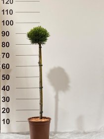 Spygliuotis, pušis "Smidtii", ant stiebo, vazonėlio skersmuo 22 cm.
