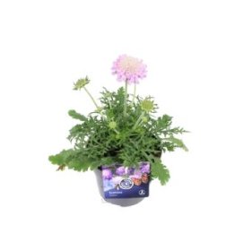 Daugiametė gėlė, žvaigždūnė "Pink Mist", vazonėlio skersmuo 13 cm.