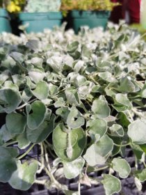 Vienmetis augalas, dichondra "Silver Falls", vazonėlio skersmuo 9 cm.