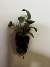 Vienmetės gėlės daigelis, žilė pilkšvalapė "Silver Dust"