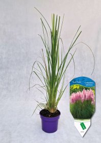 Žolinis augalas, kortaderija argentininė "Rose Plumee", vazonas 2 l.