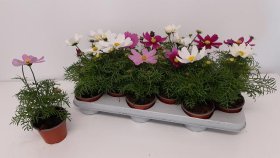 Vienmetė gėlė, kosmėja "Bipinnatus", vazonėlio skersmuo 10 cm.