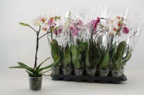 Kambarinis augalas, orchidėja (Phalaenopsis), vazonėlio skersmuo 9 cm.