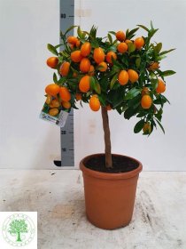 Kambarinis augalas, kinkanas "Margarita", vazono skersmuo 22 cm.