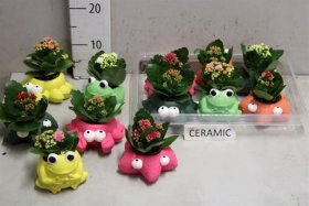 Kambarinis augalas, kalankė, kompozicija vazonėlyje, vazonėlio skersmuo 7 cm.