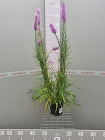 Daugiametė gėlė, liatris "Kobolt", vazonas 2 l.