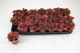 Kambarinis augalas, hipoestė, vazonėlio skersmuo 10 cm.