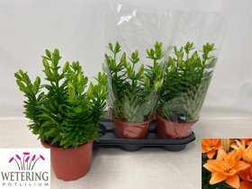 Daugiametė gėlė, lelija "Tiny Do Dutch", vazonėlio skersmuo 19 cm.