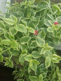 Vienmetė gėlė, daratėlė "Mezoo", vazonėlio skersmuo 15 cm.