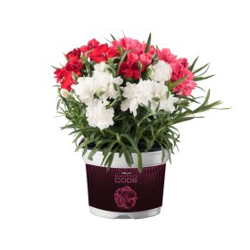 Daugiametė gėlė, gvazdikas trispalvis, vazonėlio skersmuo 12 cm.