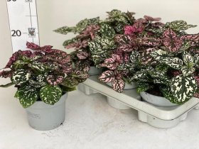 Kambarinis augalas, turklenis margalapis, vazonėlio skersmuo 13 cm.