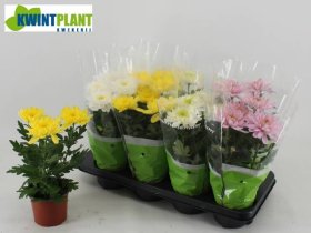 Vienmetė gėlė, chrizantema "Zembla", vazonėlio skersmuo 12 cm.