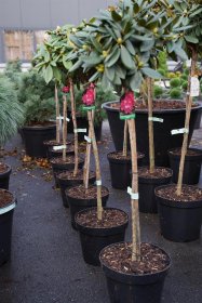 Dekoratyvinis krūmas, rododendras (Y) "Polaris", vazonas 15 l.