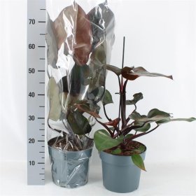 Kambarinis augalas, filodendras "Overig", vazonėlio skersmuo 21 cm.