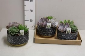 Kambarinis augalas, kalvorė kompozicija, vazono skersmuo 20 cm.