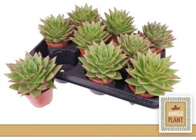 Kambarinis augalas, kalvorė "Agav Ebony", vazonėlio skersmuo 9 cm.