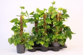 Kambarinis augalas, skindapas "Mosstok", vazonėlio skersmuo 15 cm.