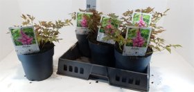 Daugiametė gėlė, astilbė, vazono skersmuo 19 cm.