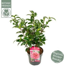 Kambarinis augalas, kamelija "Volunteer", vazonėlio skersmuo 19 cm.