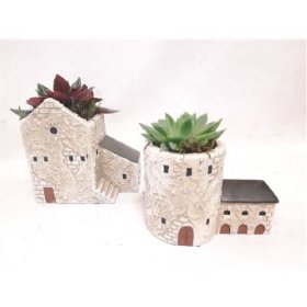 Kambarinis augalas, kalvorė (eševerija), keraminėje kompozicijoje, vazonėlio skersmuo 13 cm.