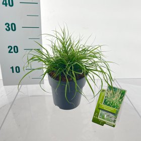Žolinis augalas, soruolė "Hameln", vazonėlio skersmuo 17 cm.