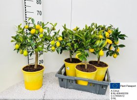 Kambarinis augalas, citrinmedis "Floridana", vazonėlio skersmuo 21 cm.