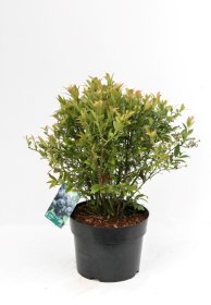 Vaiskrūmis, šilauogė aukštoji "Putte", vazonas 2 l.