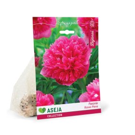 Bijūno Rosea Plena gumbas ASEJA, 1 vnt., 2/3, 32918802 (R)