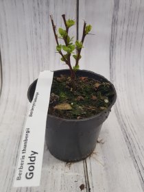 Dekoratyvinis krūmas, raugerškis tunbergo "Goldy/yellow Bird", vazonėlio skersmuo 9 cm.