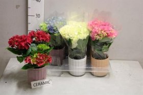 Kambarinis augalas, kompozicija "Hydrangea", vazonėlio skersmuo 9 cm.