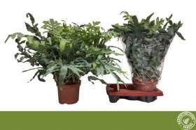 Kambarinis augalas, kiškiapapartis "Blue Star", vazonėlio skersmuo 19 cm.