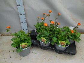 Daugiametė gėlė, žiognagė "Borisii", vazono skersmuo 15 cm.