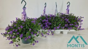 Daugiametė gėlė, katilėlis "Portenschlagian", vazonėlio skersmuo 19 cm.