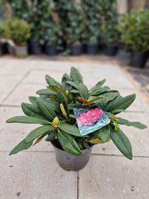 Dekoratyvinis krūmas, rododendras jakušimaninis "Anuschka", vazonėlio skersmuo 30 cm.