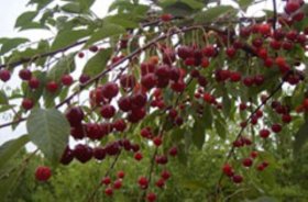 Vaismedis, vyšnia "Žagarvyšnė"