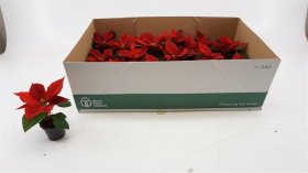 Kambarinis augalas, puansetija, raudonos spalvos, vazonėlio skersmuo 6 cm.