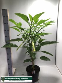 Vienmetė gėlė, brugmansija, vazonėlio skersmuo 30 cm.