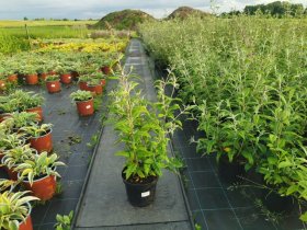 Dekoratyvinis krūmas, budlėja, vazonėlio skersmuo 17 cm.